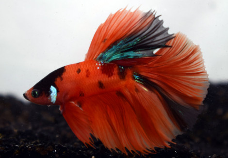 Betta Sp. Half Moon Nemo Maschio Xl