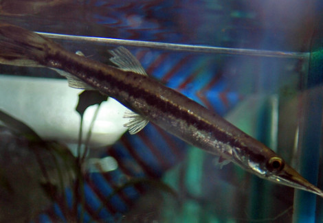 Boulengerella Maculata S