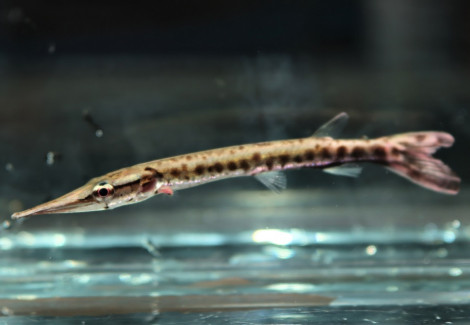 Boulengerella Cuvieri Peru S