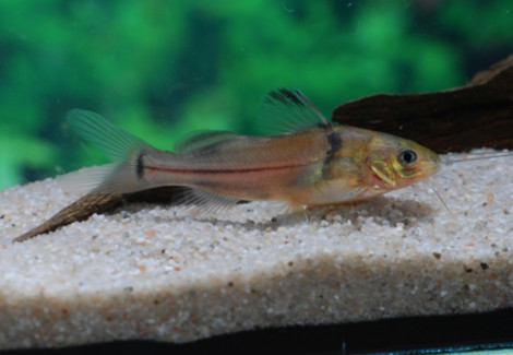 Brachyrhamdia Meesi M