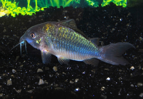 Corydoras Splendens M/L