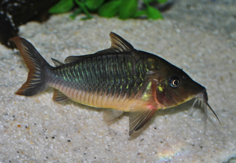 Brochis Multiradiatus Xl
