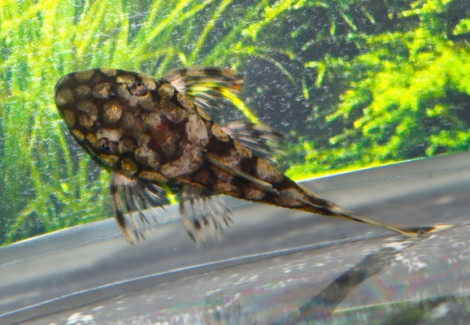 L519 Ancistrus Sp. S