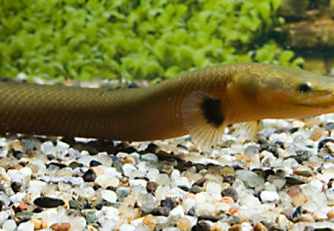Erpetoichthys Calabaricus S