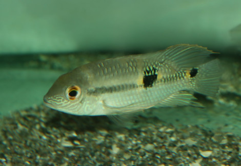 Aequidens Diadema L