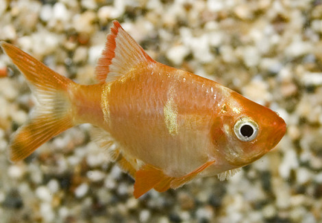 Puntigrus Tetrazona Albino M/L