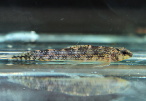 Melacharacidium Sp. Nanay Peru M/L
