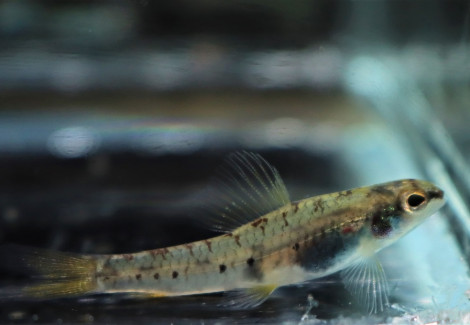Microcharacidium Sp. Peru M