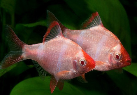 Capoeta/Barbus Tetrazona Pink M