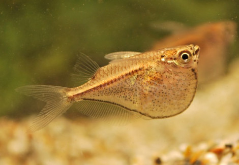 Carnegiella Marthae M