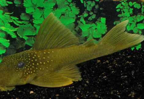 Hemiancistrus Subviridis  L200 M/L