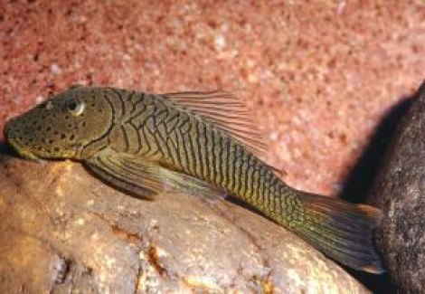 L187B Chaetostoma Formosae L