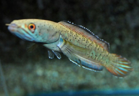 Channa Sp. Blue Moon Galaxy L