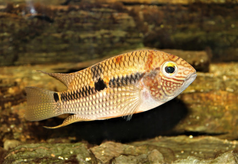 Aequidens Superomaculatum S
