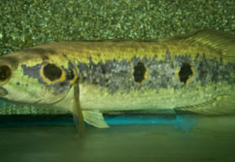 Channa Pleurophthalma M/L