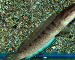 Channa Stewartii Xl