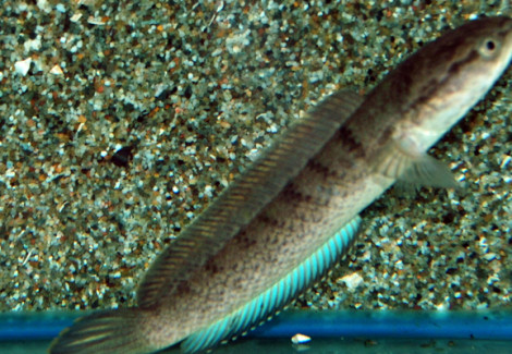 Channa Stewartii Xl