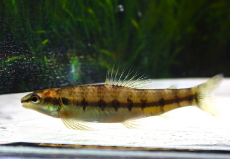 Characidium Fasciatum S