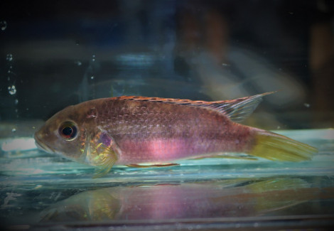 Benitochromis Nigrodorsalis Moliwe L