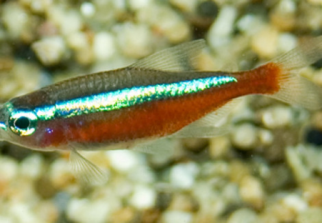 Paracheirodon Axelrodi Xl