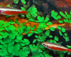 Paracheirodon Axelrodi Gold L