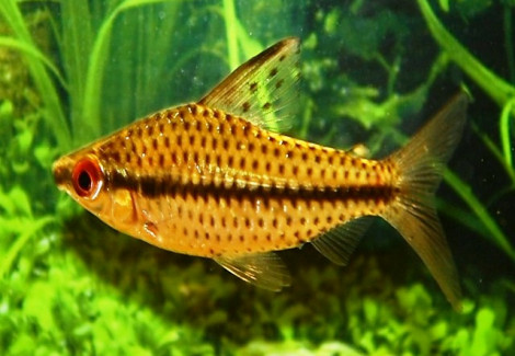 Chilodus Punctatus L