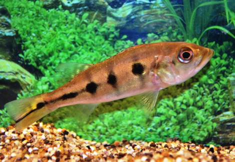 Cichla Ocellaris S/M