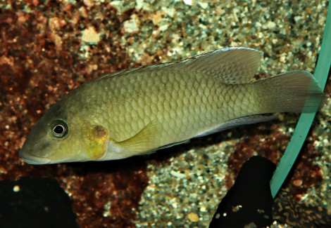 Chromidotilapia Mamonekenei M