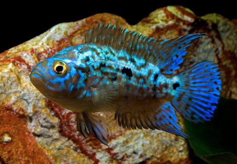 Rocio Octofasciatum "Blue Dempsey" M