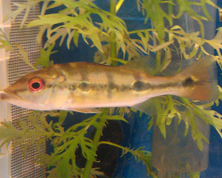 Cichla Kelberi L