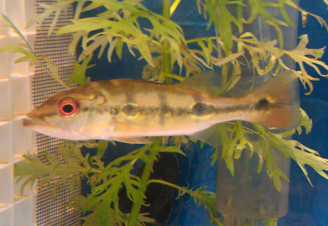 Cichla Kelberi L