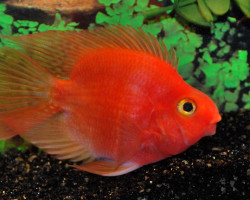 Cichlasoma Red Parrot L