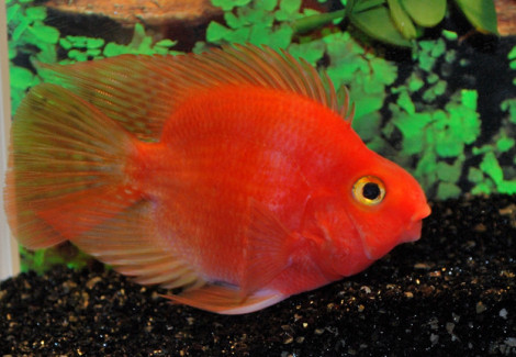 Cichlasoma Red Parrot L