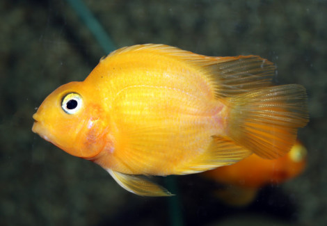 Cichlasoma Yellow Parrot L