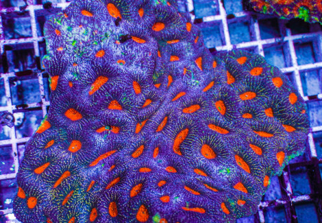 Acanthastrea Echinata (Ultra) Xs