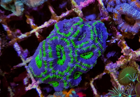 Acanthastrea Lordhowensis (Green) (Frag) M