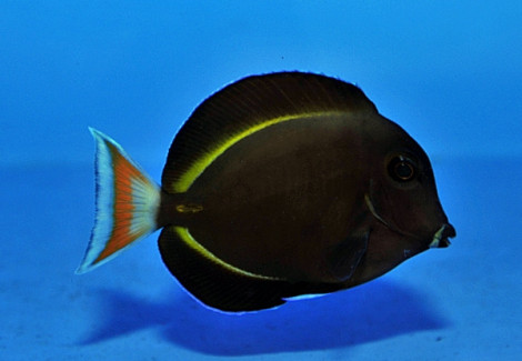 Acanthurus Achilles X Nigricans (Hybrid) Ml