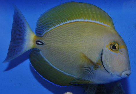 Acanthurus Dussumieri M