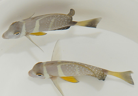 Acanthurus Guttatus S