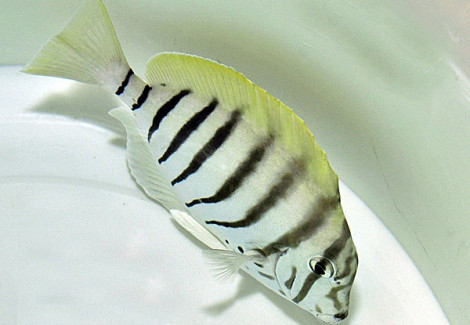 Acanthurus Polyzona Ml