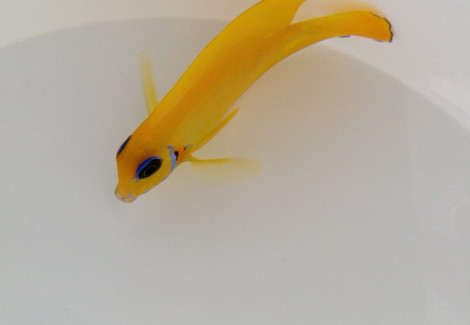 Acanthurus Pyroferus (Mimic Flavissima) Ml