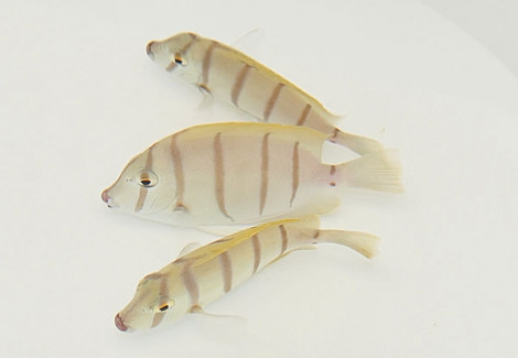 Acanthurus Triostegus Ml