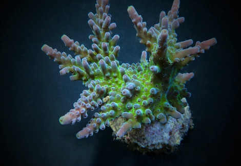 Acropora Austera S
