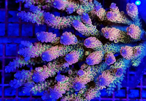 Acropora Coral Sea (Ultra Colored - Special Selected) Ml