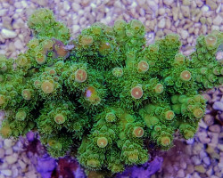 Acropora Florida S