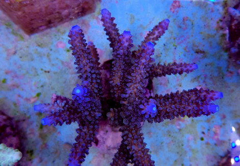 Acropora Formosa (Blue) L