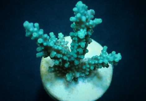 Acropora Horrida (Frag) M