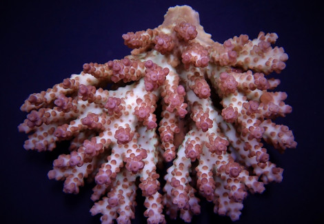 Acropora Plana M