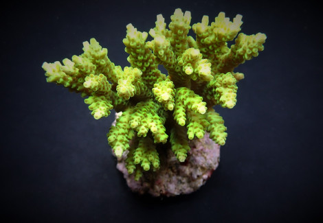 Acropora Selago Xs