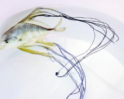 Alectis Indica M